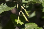 5du26817 - Alnus sp.
