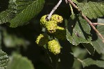 5du26821 - Alnus sp.