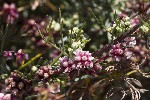 5du26857 - Cuscuta europaea