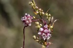 5du26870 - Cuscuta europaea