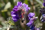 5du26888 - Zygaena exulans