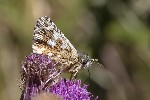 5du26942 - Pyrgus carlinae