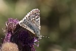 5du26951 - Pyrgus carlinae
