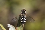 5du26993 - Scaeva pyrastri