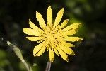 5du27001 - Tragopogon pratensis