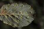 5du27018 - Eriophyes laevis