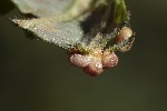 5du27027 - Eriophyes laevis