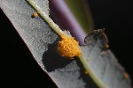 5du27032 - Melampsora salicina