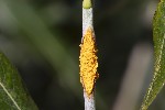 5du27048 - Melampsora salicina