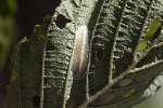5du27065 - Caloptilia sp.