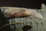 5du27069 - Caloptilia sp.