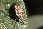 5du27101 - Dolycoris baccarum