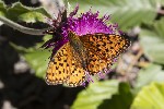 5du27124 - Argynnis aglaja