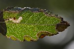 5du27209 - Lyonetia clerkella