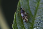 5du27242 - Anthocoris nemorum