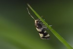 5du27288 - Lampronia rupella
