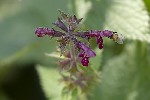 5du27331 - Stachys sylvatica