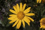 5du27344 - Senecio doronicum