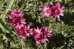5du27348 - Sempervivum arachnoideum