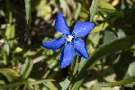 5du27359 - Gentiana nivalis