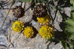 5du27362 - Trifolium badium