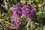 5du27365 - Pedicularis verticillata