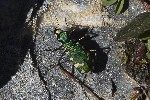 5du27378 - Cicindela gallica