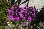 5du27382 - Pedicularis verticillata