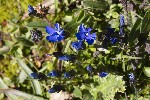 5du27386 - Gentiana nivalis