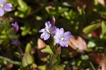 5du27390 - Epilobium alsinifolium
