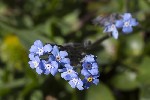 5du27392 - Myosotis alpestris