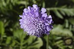 5du27399 - Scabiosa lucida