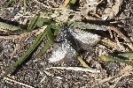 5du27401 - Metaxmeste phrygialis