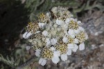5du27426a - Aceria achilleae