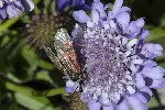 5du27431 - Zygaena exulans