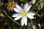 5du27436 - Cerastium alpinum