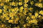5du27447 - Saxifraga aizoides