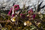 5du27454 - Ranunculus glacialis