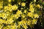 5du27458 - Saxifraga aizoides