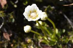 5du27463 - Parnassia palustris