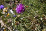 5du27471 - Carduus defloratus