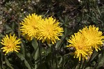 5du27475 - Crepis conyzifolia