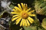 5du27479 - Doronicum grandiflorum