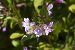 5du27486 - Epilobium alsinifolium