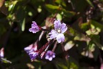 5du27488 - Epilobium alsinifolium