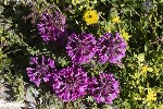 5du27495 - Pedicularis verticillata