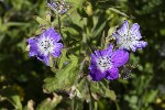 5du27497 - Geranium sylvaticum