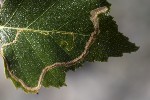 5du27503 - Agromyza alnibetulae