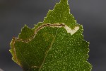 5du27509 - Agromyza alnibetulae