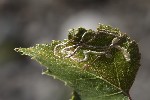 5du27517 - Agromyza alnibetulae